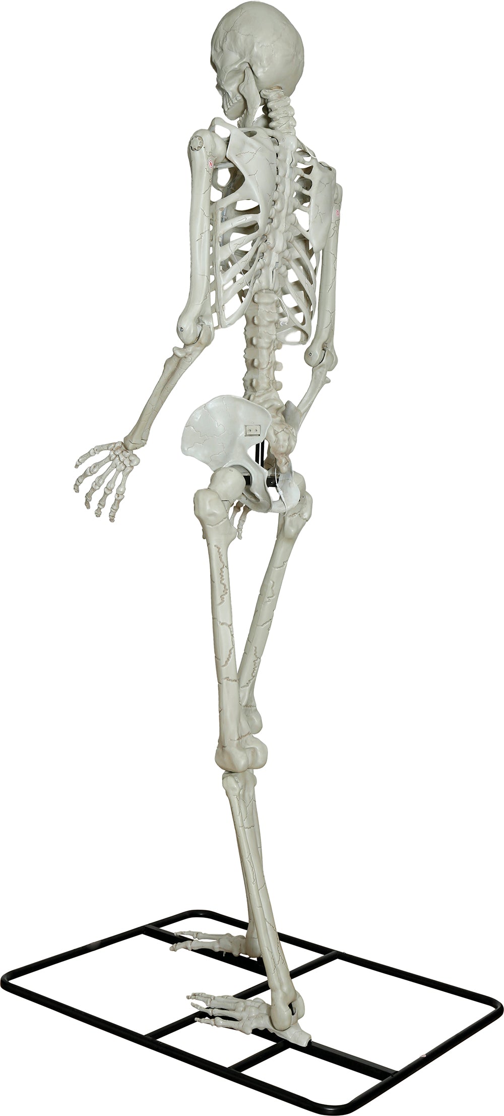 3.1m Giant Skeleton with Light up Eyes