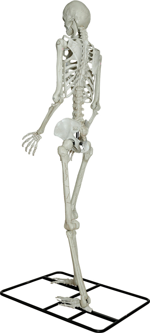 3.1m Giant Skeleton with Light up Eyes