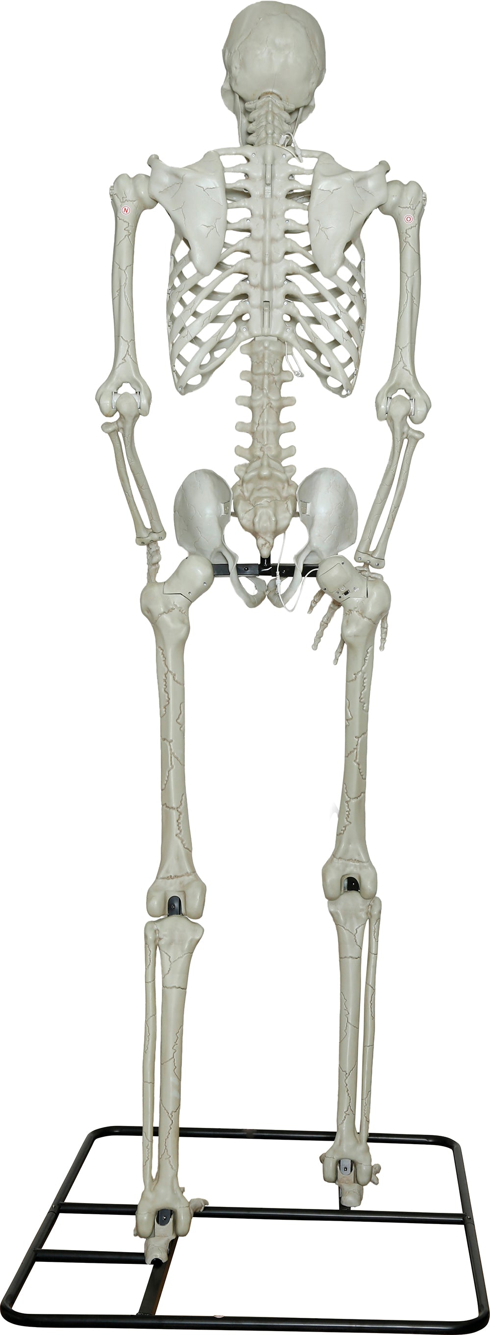 3.1m Giant Skeleton with Light up Eyes