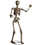 1.6m Skeleton on Pedestal