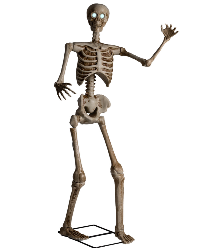1.6m Skeleton on Pedestal