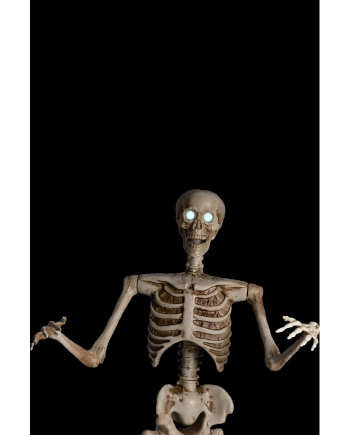1.6m Skeleton on Pedestal