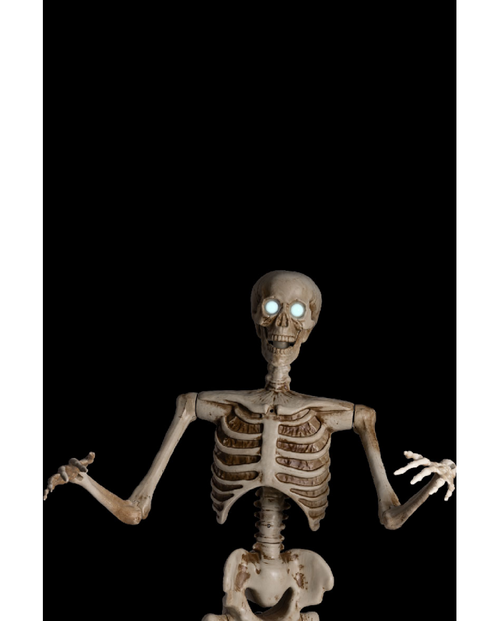 1.6m Skeleton on Pedestal