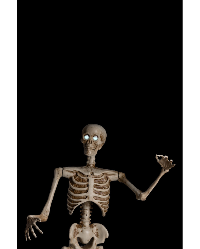 1.6m Skeleton on Pedestal