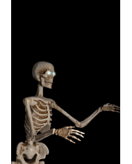 1.6m Skeleton on Pedestal